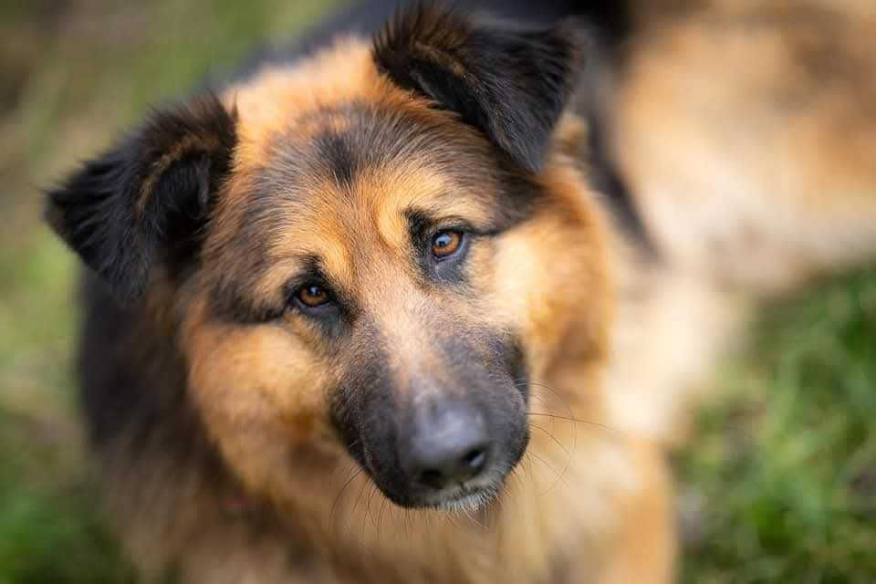 Piesek w typie owczarek niemiecki