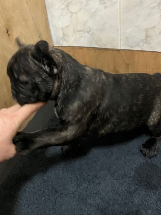 Buldogue francês macho