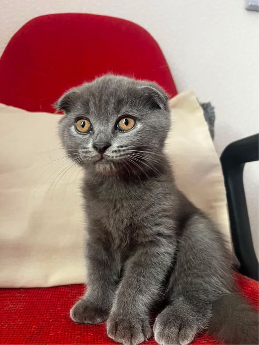 Котики шотландські