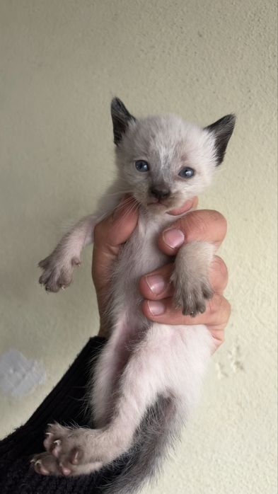 Dou gatos bebes!