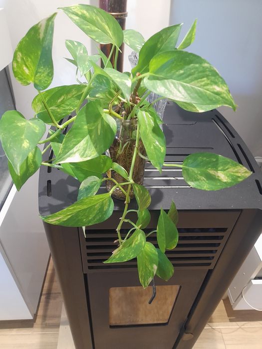 Várias pés de planta cobra natural já com raízes para plantar