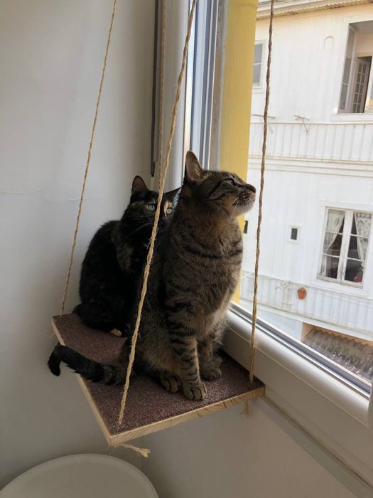 Prateleira para gatos (janela)