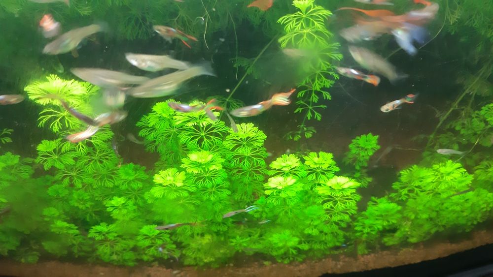 Lote plantas aquario