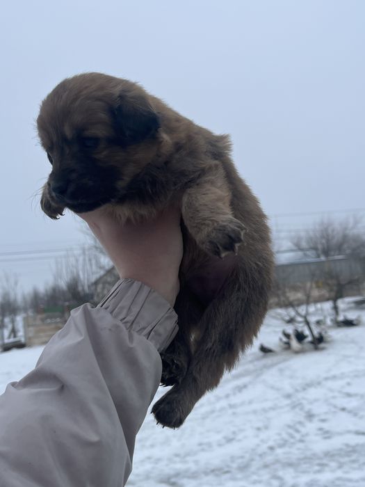 Маленькі цуценята