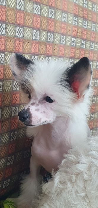 Перспективна гола дівчінка чекає найкращу родину. Родовід КСУ,чіп