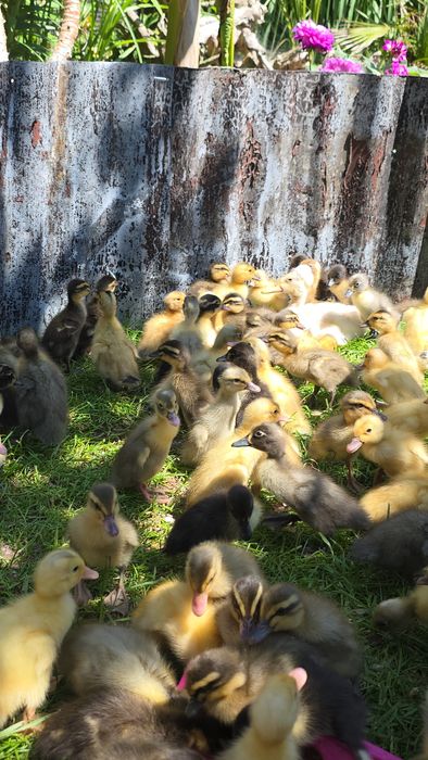 Biegus Indyjski import