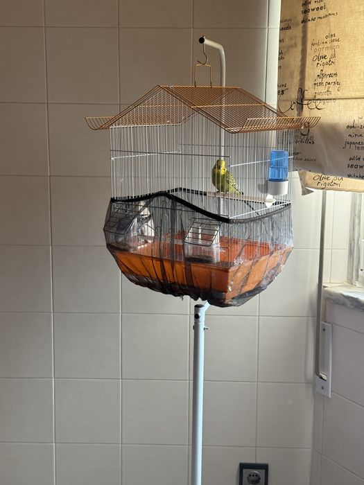 Vendo casal de periquitos