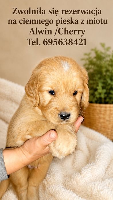 Golden retriever- piesek