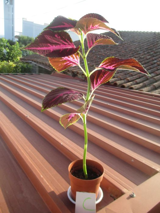Planta colio de interior / exterior.