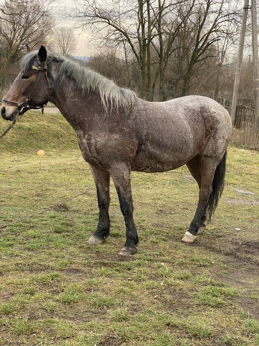 Продам добру кобилу