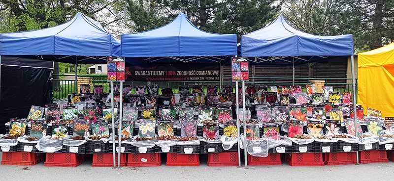 Cebulki lilii HURT - DETAL - Ponad 160 odmian! - Oferta hurtowa 2026