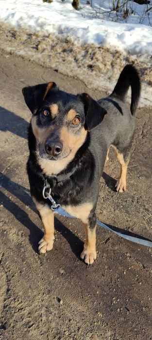 Zakochaj się w Bobiku