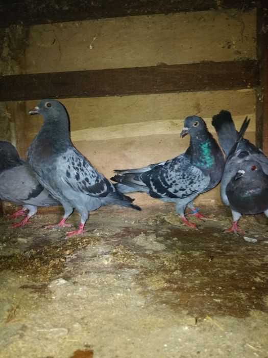 Vendo  pombas cinza bonitas e motas com pouco uso