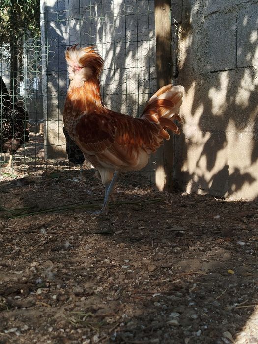 Vendo Galo paduana Chamois