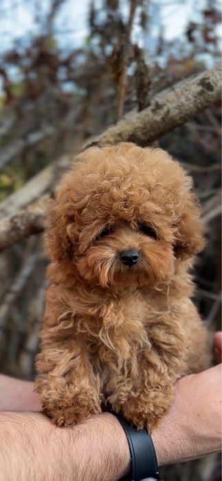 Мальтіпу дівчинка Міні Teddy