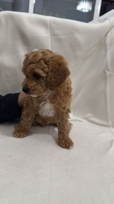 Caniche/ Poodle toy menino
