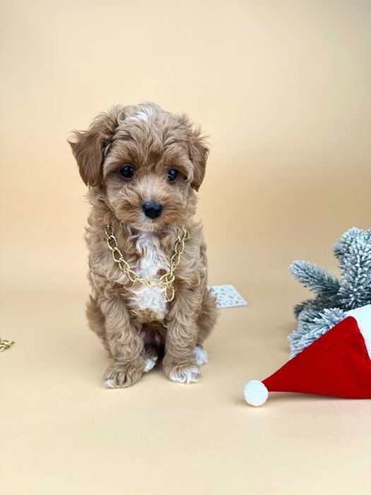 Мальтіпу хлопчик, золотий окрас