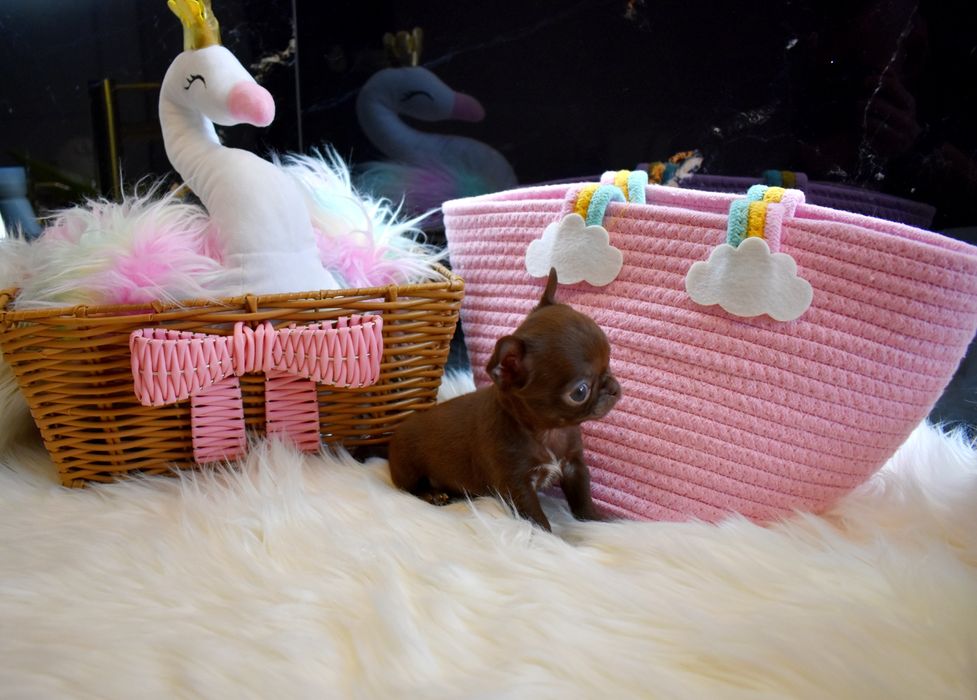 Chihuahua czekoladowa sunia XXS