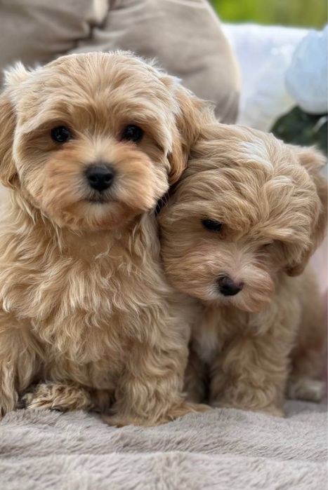 Плюшевий вірний друг Мальтипу хлопчик. Мальтипу маленький