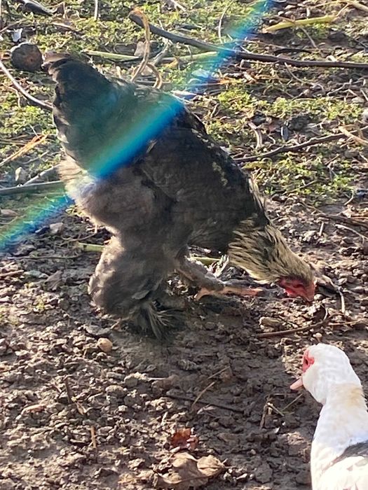 Galos grandes e pequenos.