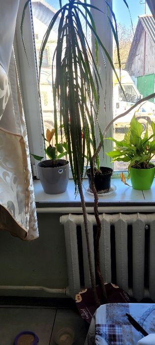 Драцена  2 роки.