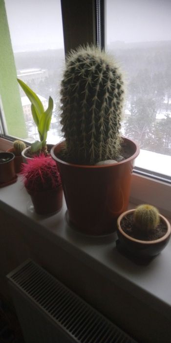 Кактус кактус  большой