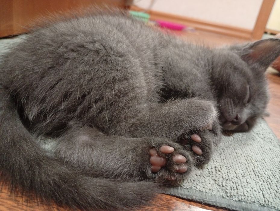 Віддам котиків .