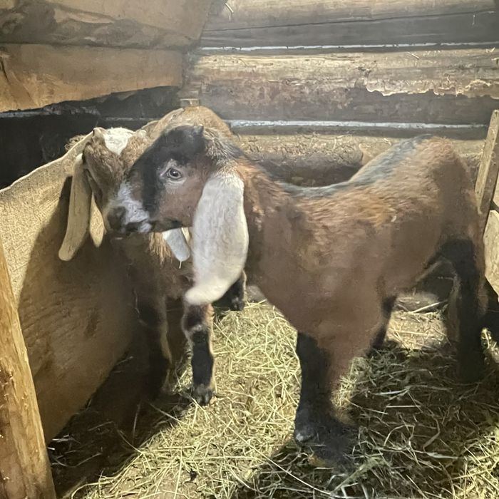 Козята Цаплюки англо нубійські