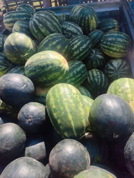 Продам кавун Карістан