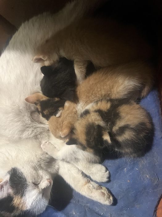 Кошенята ,кішка,котик