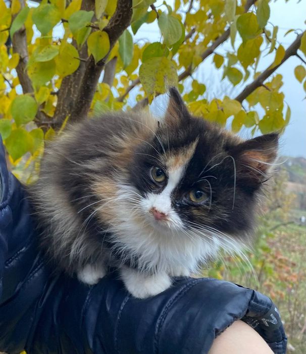 Віддам кошенят в добрі руки