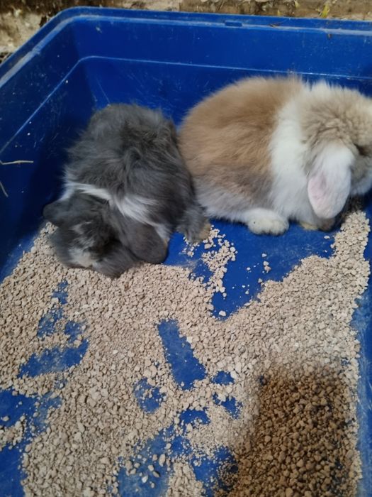 Kit coelhos anoes mini lop(orelhudos) e coelhinhos anoes varias racas