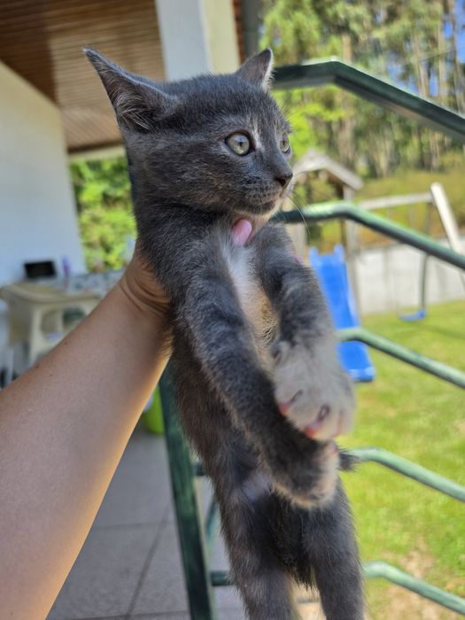 Gatinhos para adoção