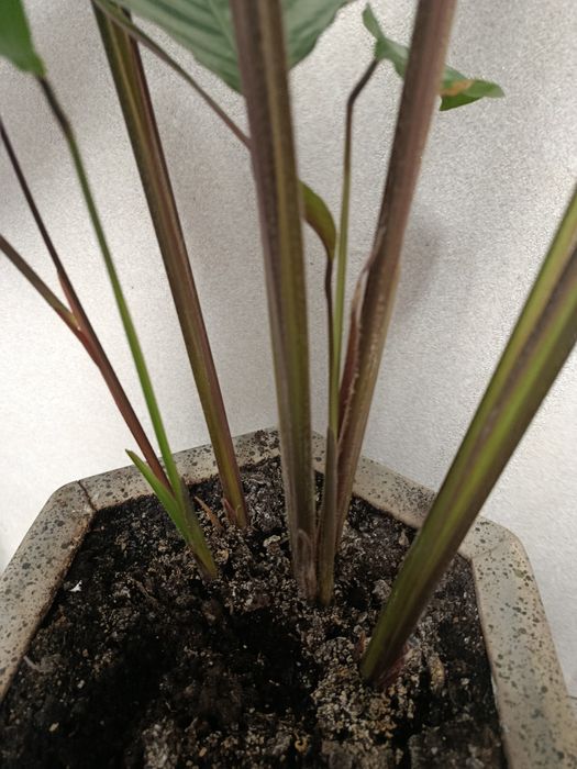 Продам калатею Любберса ,ктенанту.