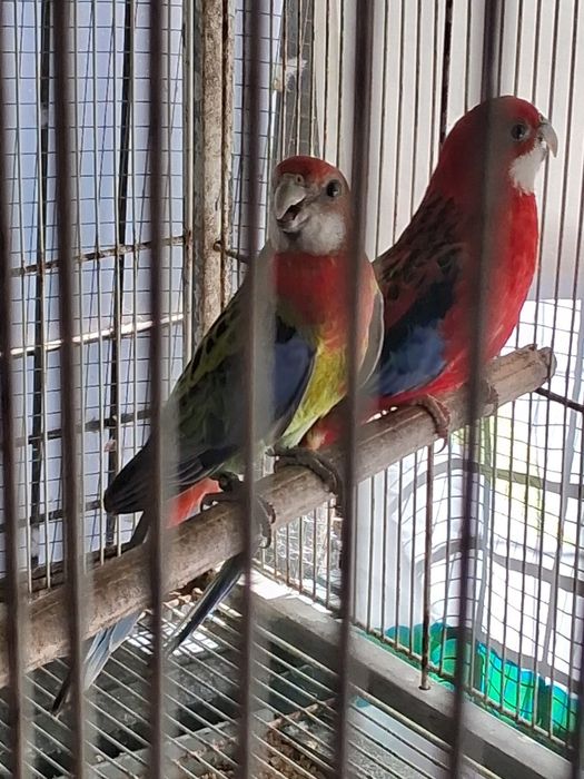 Lote de aves exóticas