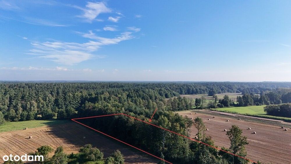 Działka z wydanymi warunkami z prywatnym lasem - Widok 3