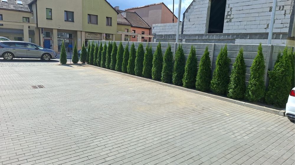 Tuje Szmaragd Sadzenie Dostawa tuhuja