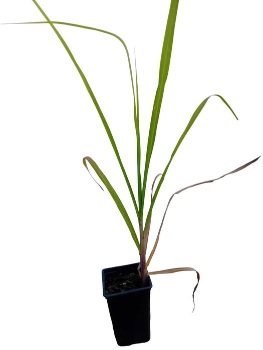 Cana de acucar planta