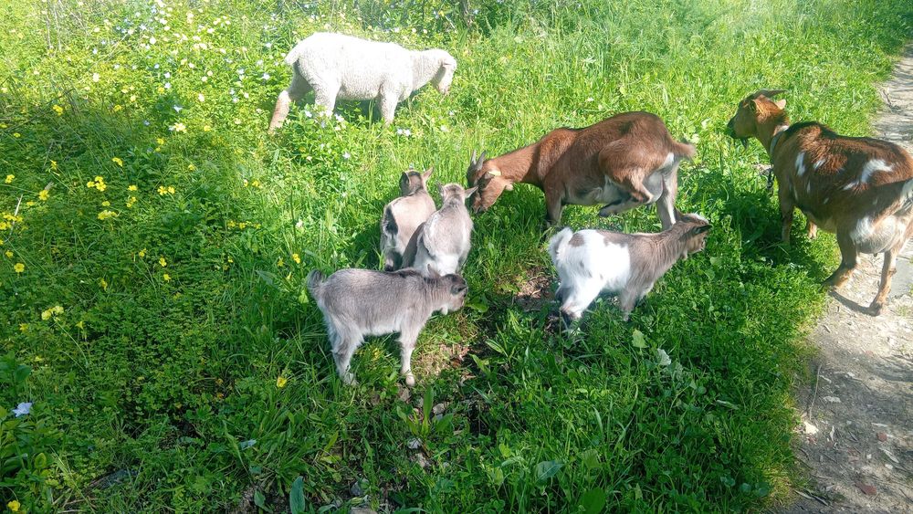 Cabrinhas ana para vender  perto alverca