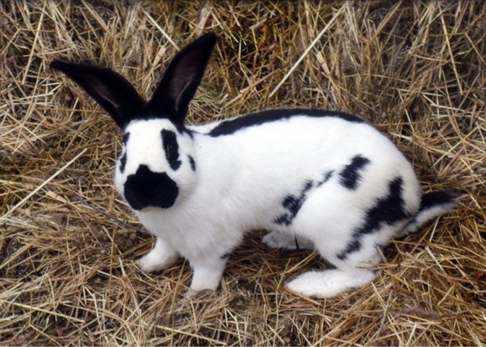 Кролики НПВ (Строкач)