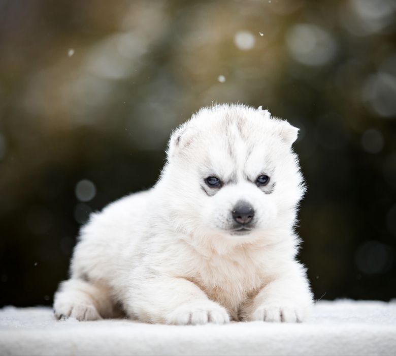 Piękna suczka srebrno-biała / Hodowla ZKwP od 1994 roku