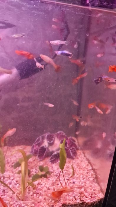 Мирні рибки гуппі