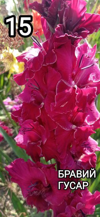 Продам цибулини гладіолусів