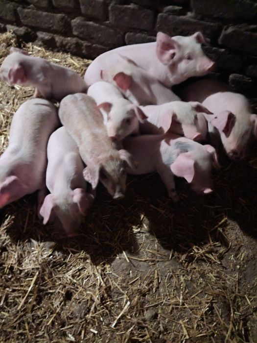 Поросята домашні.