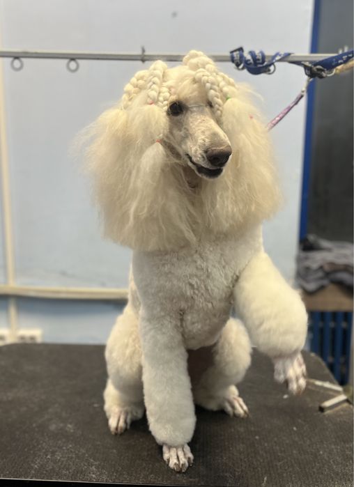 Груминг холодная гора