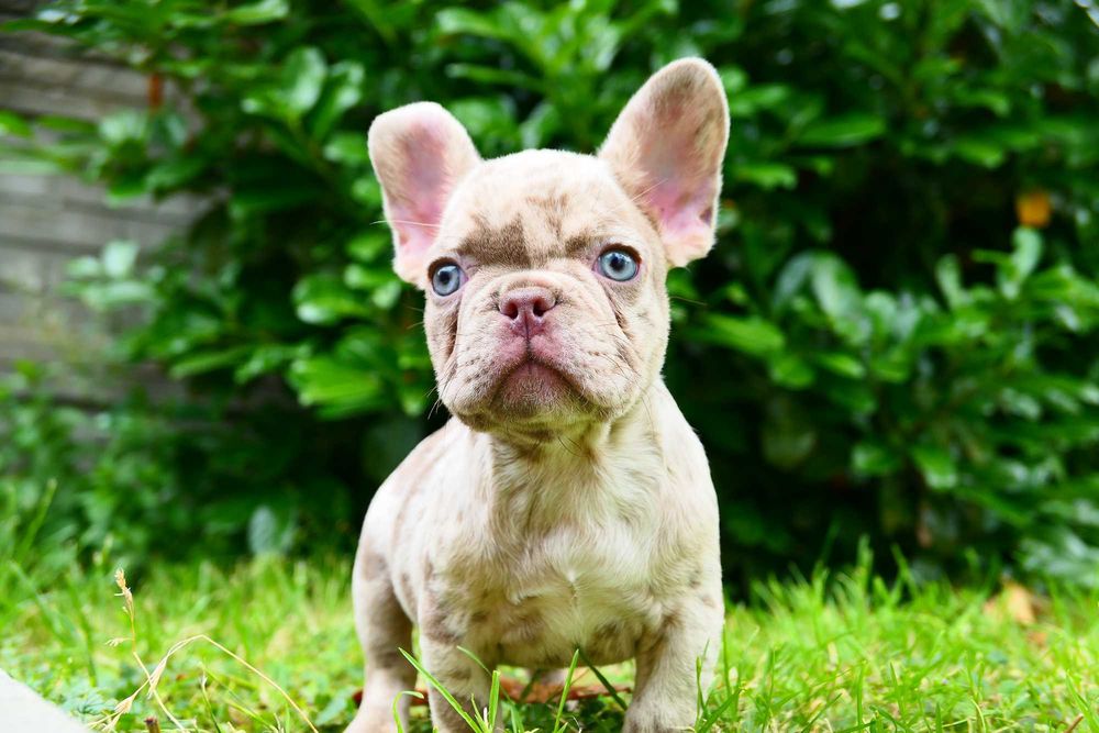 Buldog Francuski- Piesek-Isabella merle
