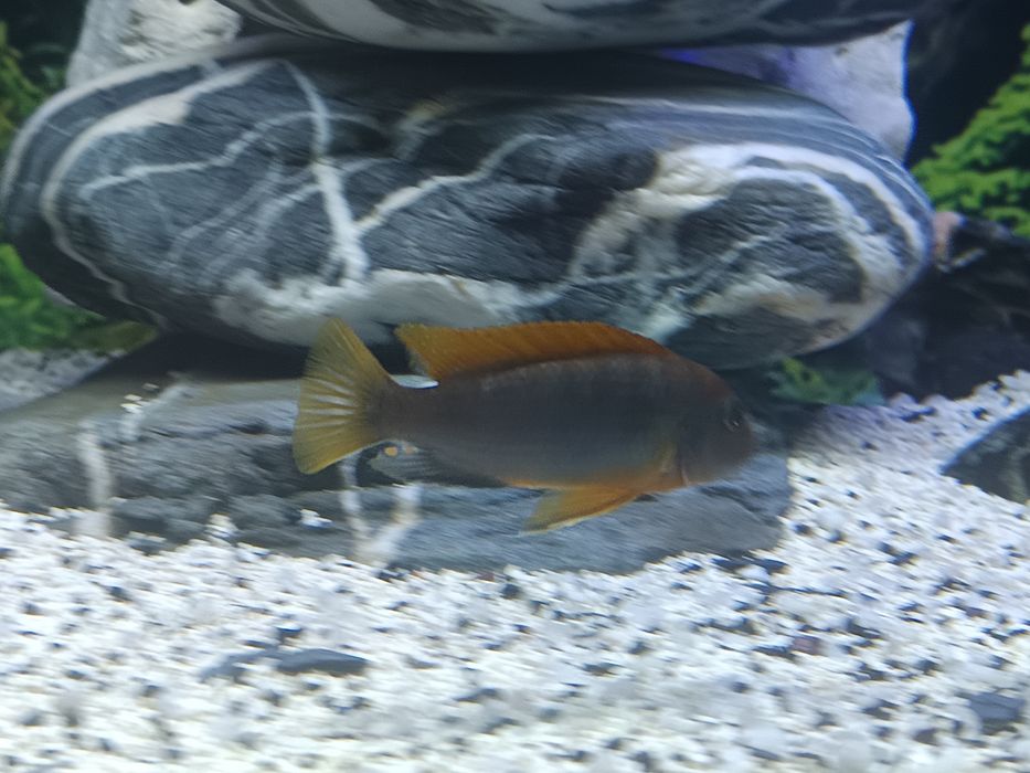 Labidochromis honji sweden