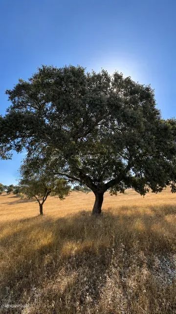 Quinta OFF-GRID em Mourão - Oportunidade Única!