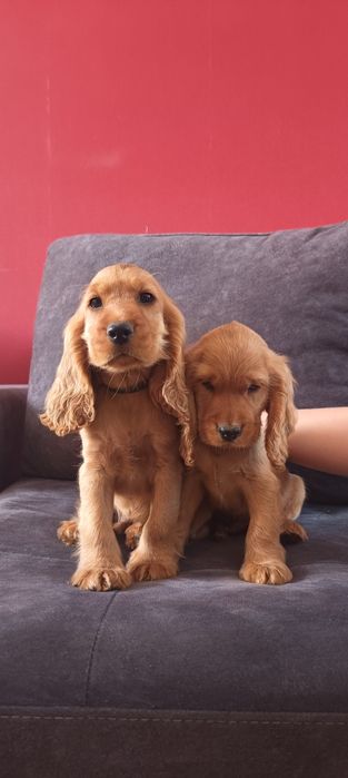 Szczeniaki Cocker Spaniel