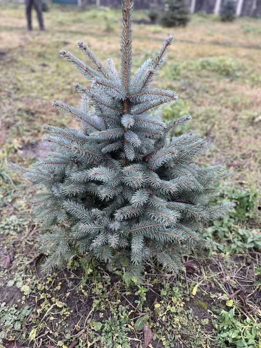 Ялинка блакитна кайбаб